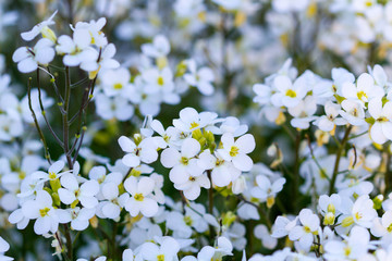 A lot of small white flowers