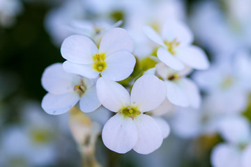 A lot of small white flowers