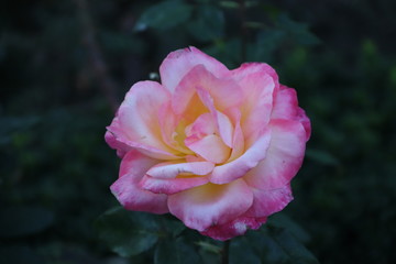 KRIMEA Nikitsky Botanicai garden. Roze