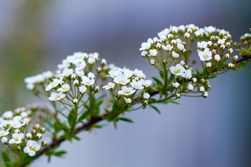 A lot of small white flowers