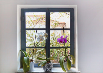 Bad looking orchides with yellow leaves needs care