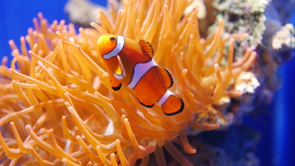 Naklejka na ściany i meble Clownfish swimming inside the aquarium.