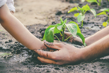 A child plants a plant in the garden. Selective focus.