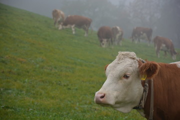 Fototapeta na wymiar Portrait einer Kuh auf der Weide im Nebel mit weiteren Kühen im Hintergrund in Bayern