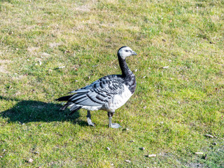 Image of barnacle goose on a green meadow