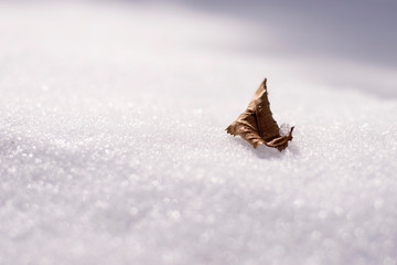 Leaf in the snow background