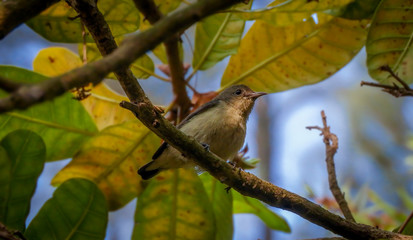 Scarlet Backed flower pecker female  Bird on a Branch