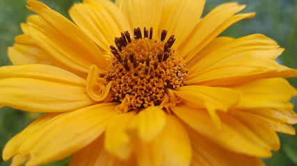 Heliopsis bloomed again