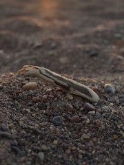 Sand close up during the sunset at the beach
