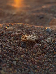 Sand close up during the sunset at the beach