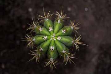 Cactus Cenital