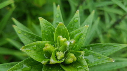 dew on a green leaf