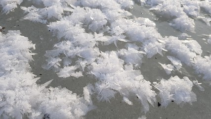 snow covered branches