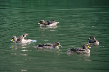 Swimming duckling family duck