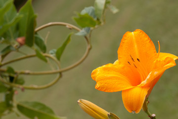 daylily stem vine