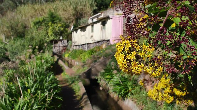 Levada  dos Tornos, Madeira. Beautiful footpath in spring sunlight.