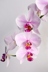 Obraz na płótnie Canvas A lot of pink flowers of phalaenopsis isolated on white background