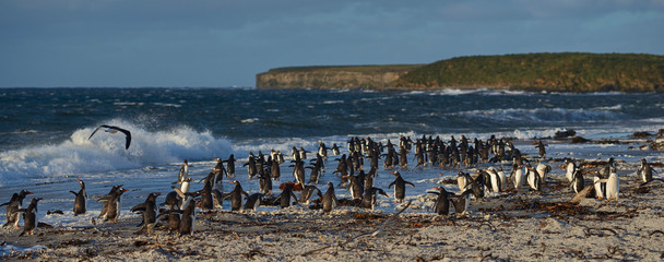 Large group of Gentoo Penguins (Pygoscelis papua) heading for a short early morning swim in the sea...