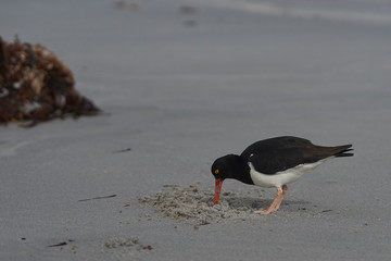 Magellanic Oystercatchers (Haematopus leucopodus) searching for food on a sandy beach on Sealion Island on the Falkland Islands.