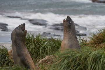 Young Southern Elephant Seal (Mirounga leonina) looking out from the tussock grass on the coast on Sealion Island in the Falkland Islands.