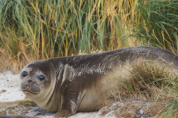 Young Southern Elephant Seal (Mirounga leonina) in the tussock grass above the coast on Sealion...