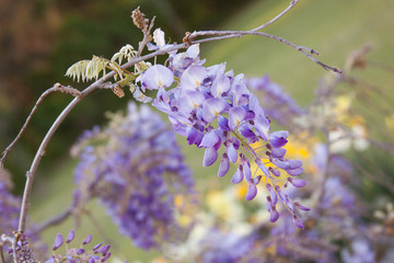 wisteria daffodil
