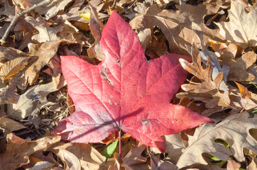 autumn leaves