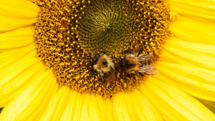 Sunflowers.