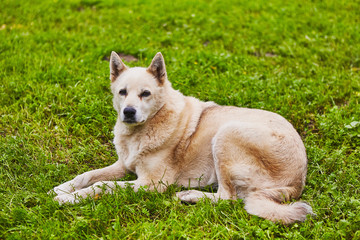 Very old white husky dog is resting on grass