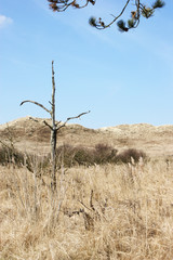 Obraz premium Dry landscape with dead tree and dried up grass and clean blue sky, climates