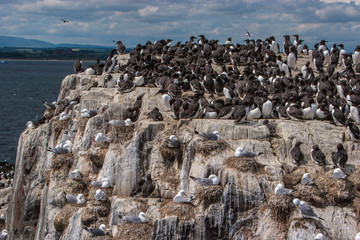 Kittiwakes and  on sea cliffs