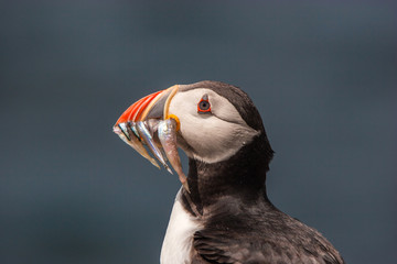 Puffin (Fratercula arctica)