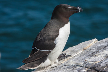 Razorbill (Alca torda)