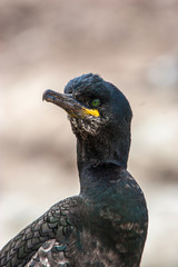 Shag (Phalacrocorax aristotelis)