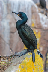 Shag (Phalacrocorax aristotelis)