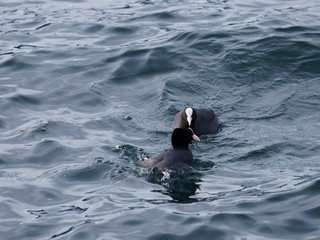 Fulica atra - Couple de Foulques macroules flottant entre les vagues