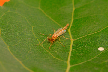 male mosquito on plant