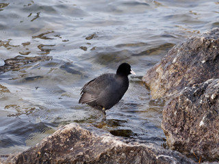 Fulica atra - Colonie de foulques macroules au bord de l'eau