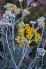 Fleur jaune dans l'Esterél