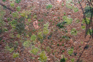 lichen on a rock