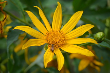 yellow flower in the garden with a bee