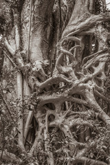 Ficus elastica multiple aerial and buttressing roots a close-up sepia picture