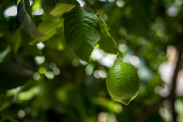 Limón en progreso