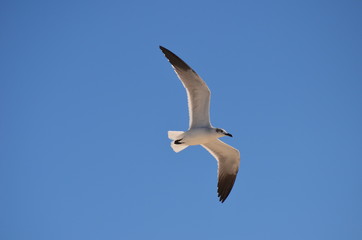 seagull in flight
