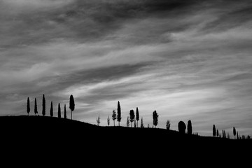 Winter in Tuscany: backlit Florence cypresses dot a gentle slope under a heavy sky