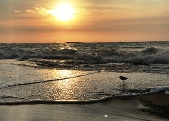 Little bird refreshing