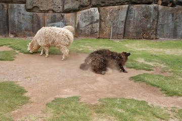 Stado lam w Sacsayhuaman, Cuzco © Miroslaw