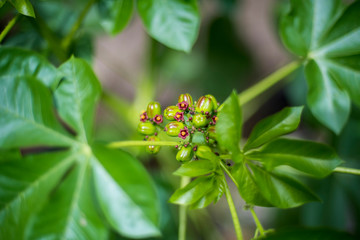 Flor de Higuerilla 2