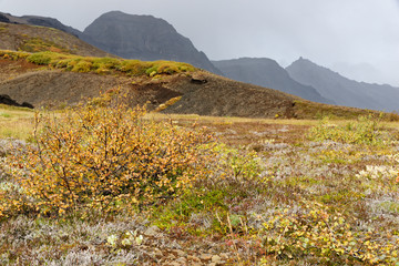 Zwergweide im Hochland