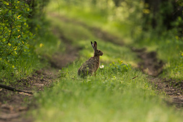 Wild hare sitting on a forest road and looks to the camera. Around trees and green grass.